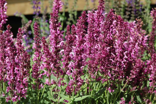 1649242528 370 5 bee friendly perennials that support bees and add blooms to - 5 bee-friendly perennials that support bees and add blooms to the garden