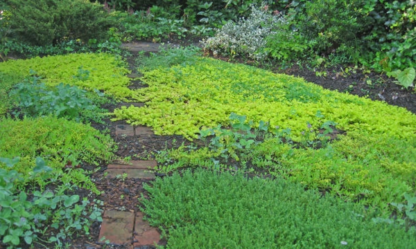 1649266740 513 Ground covers that need little water the perfect Mediterranean - Ground covers that need little water - the perfect Mediterranean flair