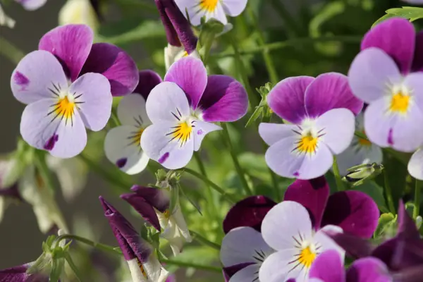 1649350353 459 Plant pansies from when and how plus a few - Plant pansies - from when and how, plus a few care tips