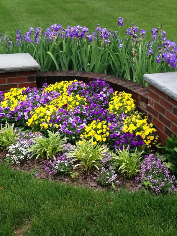 1649350354 665 Plant pansies from when and how plus a few - Plant pansies - from when and how, plus a few care tips