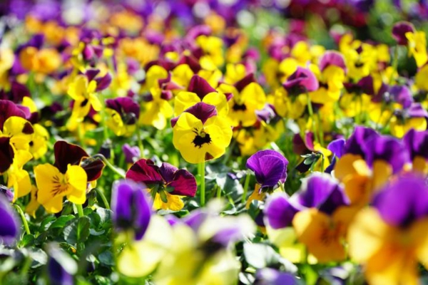 1649350356 885 Plant pansies from when and how plus a few - Plant pansies - from when and how, plus a few care tips