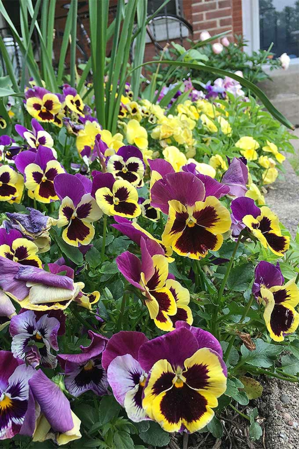 1649350358 784 Plant pansies from when and how plus a few - Plant pansies - from when and how, plus a few care tips