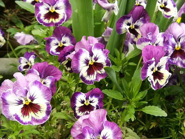 1649350359 624 Plant pansies from when and how plus a few - Plant pansies - from when and how, plus a few care tips