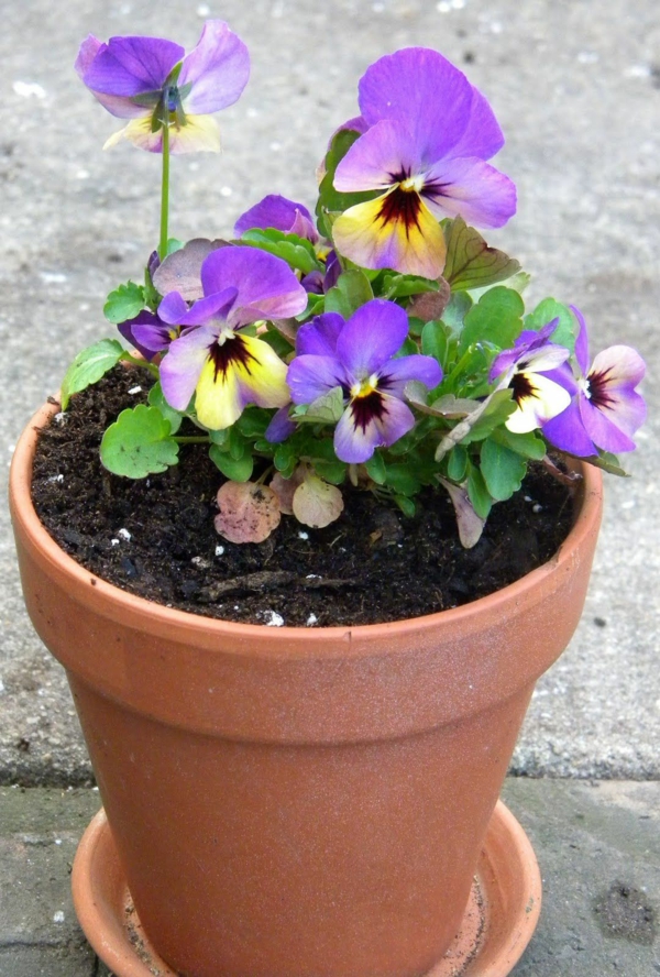 1649350363 157 Plant pansies from when and how plus a few - Plant pansies - from when and how, plus a few care tips