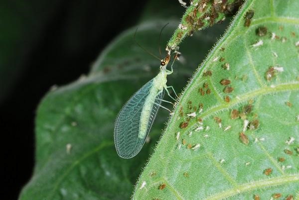 1649437167 53 Attract lacewings a natural solution to the vermin problem - Attract lacewings - a natural solution to the vermin problem
