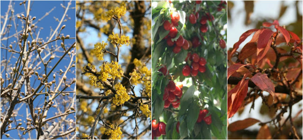 1649448032 498 Caring for the cornelian hedge properly and also benefiting from - Caring for the cornelian hedge properly and also benefiting from it in terms of health!