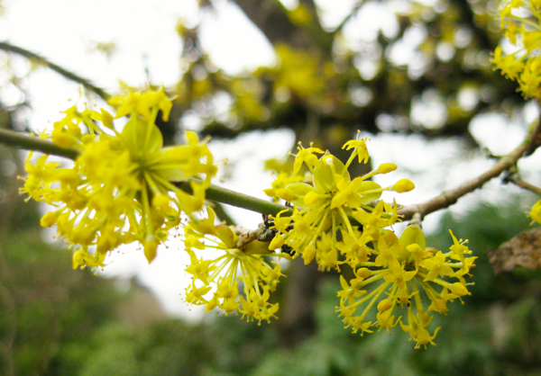 1649448033 291 Caring for the cornelian hedge properly and also benefiting from - Caring for the cornelian hedge properly and also benefiting from it in terms of health!