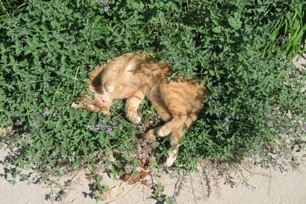 1649686872 906 Everything you should know about cutting catnip - Everything you should know about cutting catnip