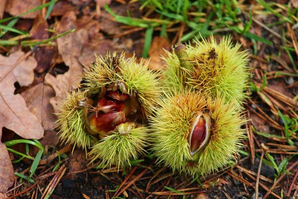 1649703529 29 Eating chestnuts which ones are allowed and which are not - Eating chestnuts: which ones are allowed and which are not?