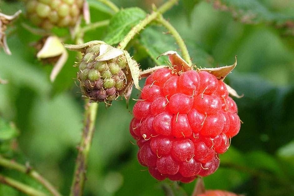 1649775102 6 Multiply raspberries 2 simple methods at a glance - Multiply raspberries: 2 simple methods at a glance