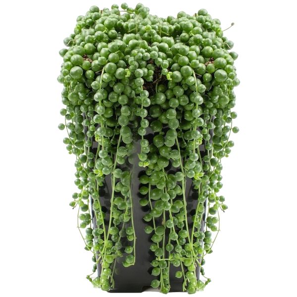 1649779728 92 Attractive hanging succulents for your modern garden 2022 - Attractive hanging succulents for your modern garden 2022