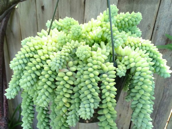 1649779730 568 Attractive hanging succulents for your modern garden 2022 - Attractive hanging succulents for your modern garden 2022