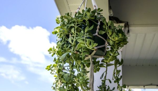 1649779732 284 Attractive hanging succulents for your modern garden 2022 - Attractive hanging succulents for your modern garden 2022