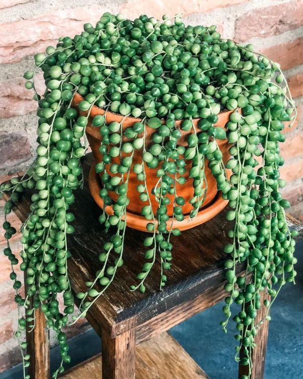 1649779733 40 Attractive hanging succulents for your modern garden 2022 - Attractive hanging succulents for your modern garden 2022