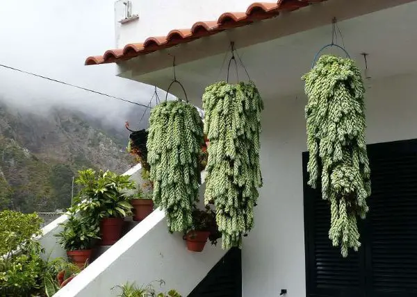 1649779734 964 Attractive hanging succulents for your modern garden 2022 - Attractive hanging succulents for your modern garden 2022