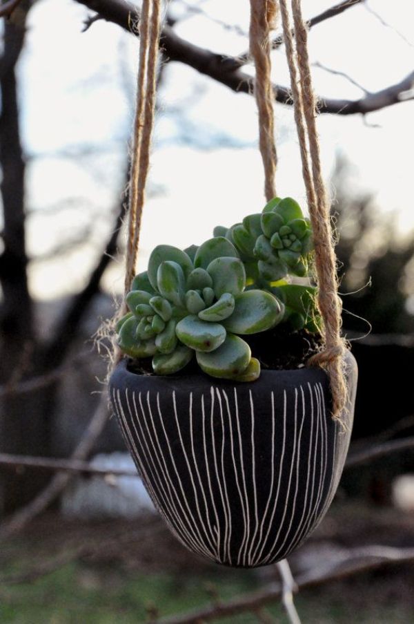 1649779736 327 Attractive hanging succulents for your modern garden 2022 - Attractive hanging succulents for your modern garden 2022