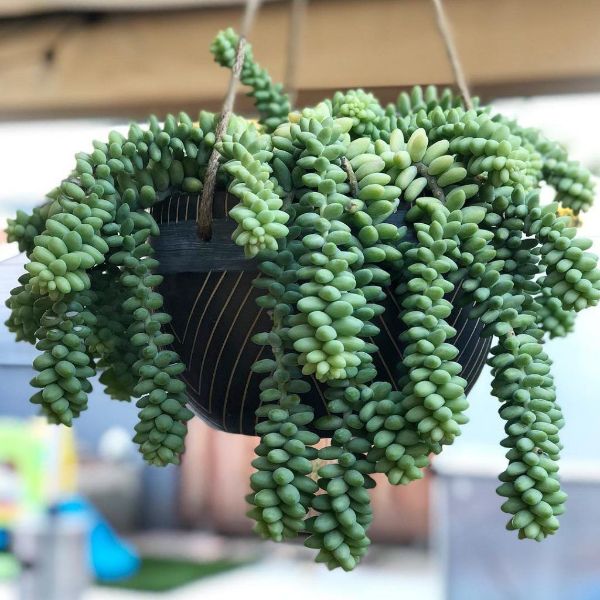 1649779737 371 Attractive hanging succulents for your modern garden 2022 - Attractive hanging succulents for your modern garden 2022