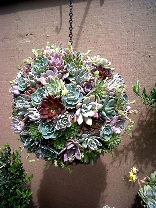 1649779738 404 Attractive hanging succulents for your modern garden 2022 - Attractive hanging succulents for your modern garden 2022