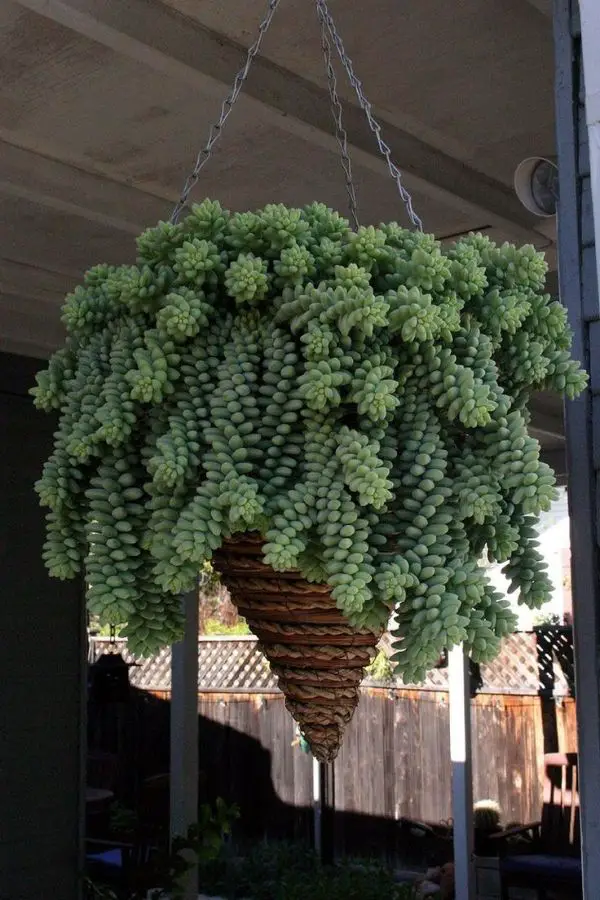 1649779739 381 Attractive hanging succulents for your modern garden 2022 - Attractive hanging succulents for your modern garden 2022