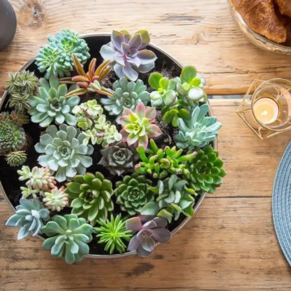1649858856 782 Decorate with succulents 20 great ideas - Decorate with succulents - 20 great ideas