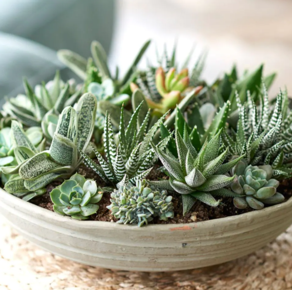 1649858857 235 Decorate with succulents 20 great ideas - Decorate with succulents - 20 great ideas