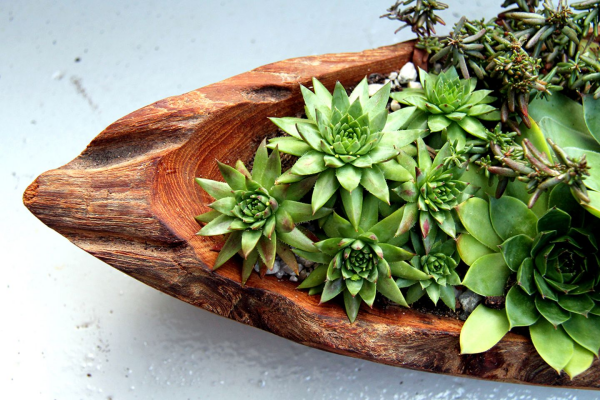 1649858859 963 Decorate with succulents 20 great ideas - Decorate with succulents - 20 great ideas