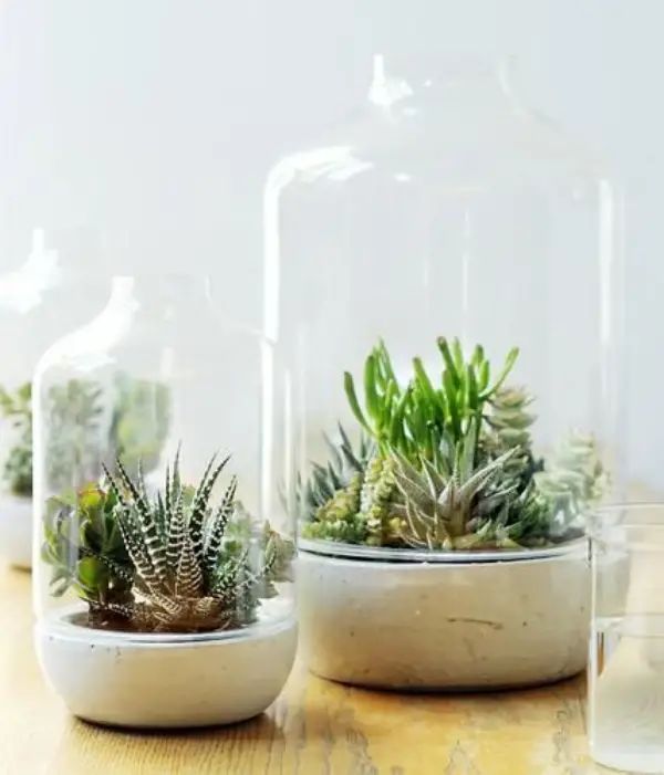 1649858860 886 Decorate with succulents 20 great ideas - Decorate with succulents - 20 great ideas