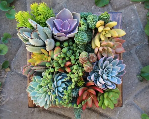 1649858863 867 Decorate with succulents 20 great ideas - Decorate with succulents - 20 great ideas