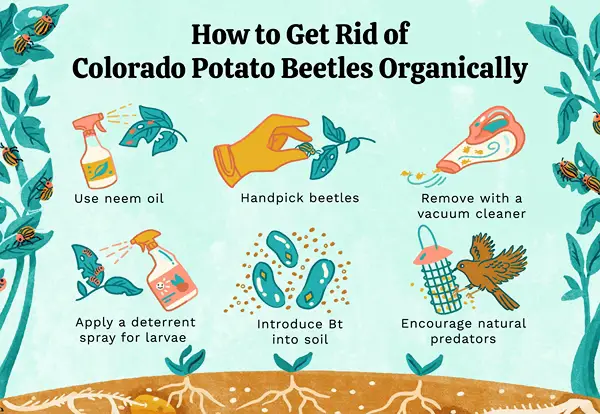 1650028080 191 How can you fight potato beetles with only home remedies - How can you fight potato beetles with only home remedies?