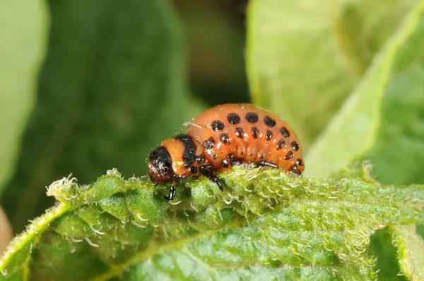 1650028081 286 How can you fight potato beetles with only home remedies - How can you fight potato beetles with only home remedies?