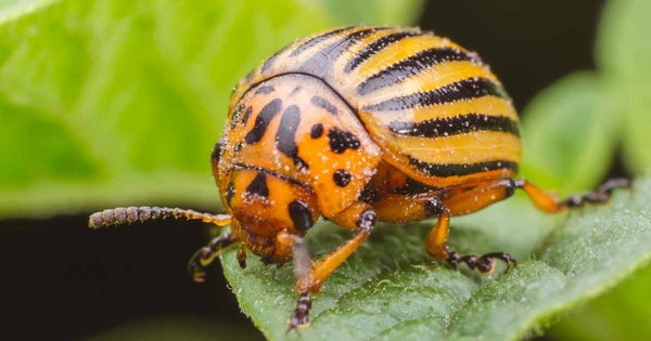 1650028082 475 How can you fight potato beetles with only home remedies - How can you fight potato beetles with only home remedies?