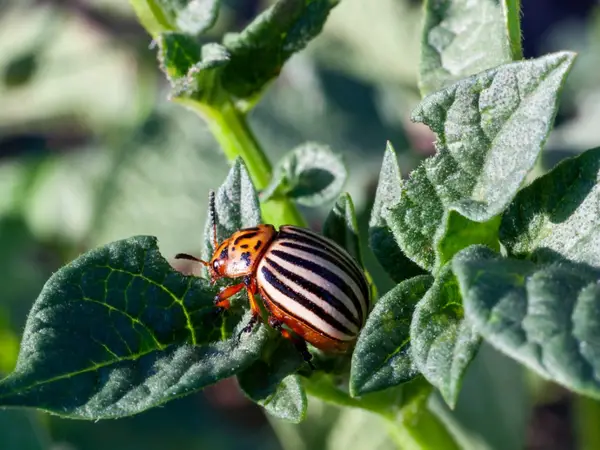 1650028084 854 How can you fight potato beetles with only home remedies - How can you fight potato beetles with only home remedies?