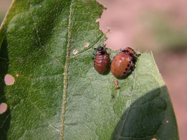 1650028085 870 How can you fight potato beetles with only home remedies - How can you fight potato beetles with only home remedies?