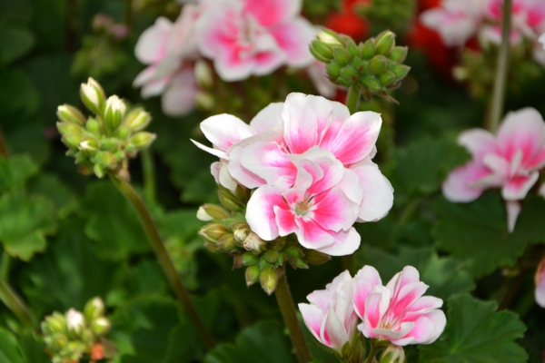 1650046468 507 Fertilize geraniums the right care for lush flowers - Fertilize geraniums - the right care for lush flowers
