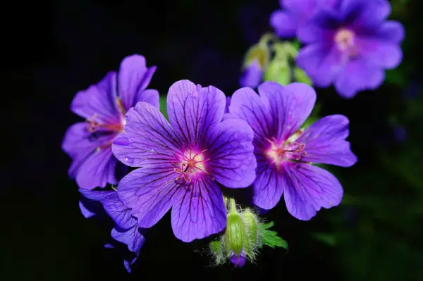 1650046469 741 Fertilize geraniums the right care for lush flowers - Fertilize geraniums - the right care for lush flowers