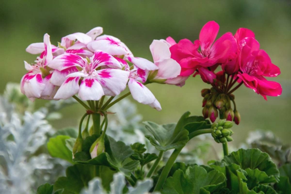 1650046470 776 Fertilize geraniums the right care for lush flowers - Fertilize geraniums - the right care for lush flowers