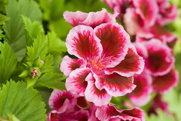 1650046471 614 Fertilize geraniums the right care for lush flowers - Fertilize geraniums - the right care for lush flowers