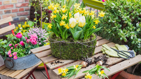 1650124252 499 Spring gardening whats on your to do list now - Spring gardening - what's on your to-do list now?