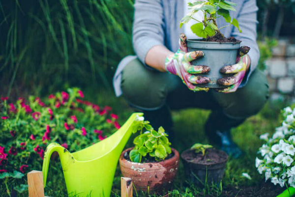 1650124262 884 Spring gardening whats on your to do list now - Spring gardening - what's on your to-do list now?