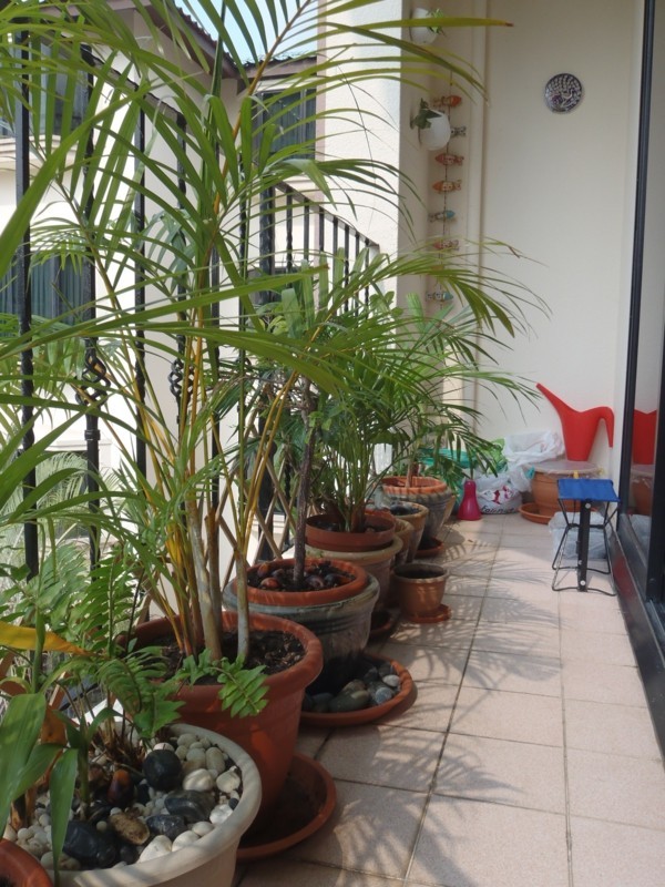 1650268608 712 Plant the balcony These tips will save you from disappointment - Plant the balcony: These tips will save you from disappointment