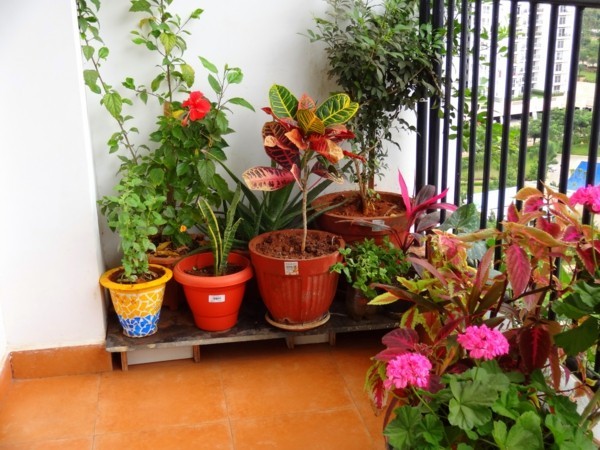 1650268610 755 Plant the balcony These tips will save you from disappointment - Plant the balcony: These tips will save you from disappointment