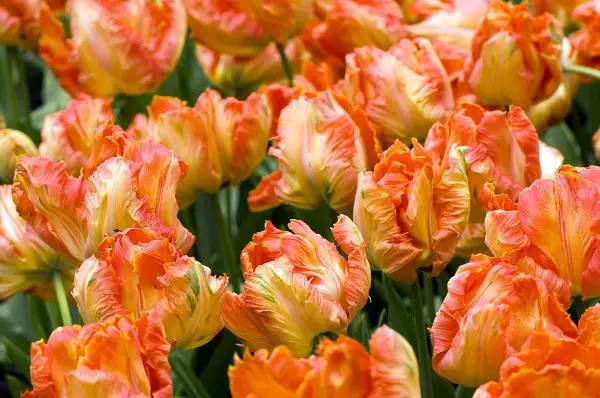 1650298930 549 Caring for French tulips properly and enjoying them longer in - Caring for French tulips properly and enjoying them longer in the vase