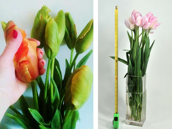 1650298941 256 Caring for French tulips properly and enjoying them longer in - Caring for French tulips properly and enjoying them longer in the vase