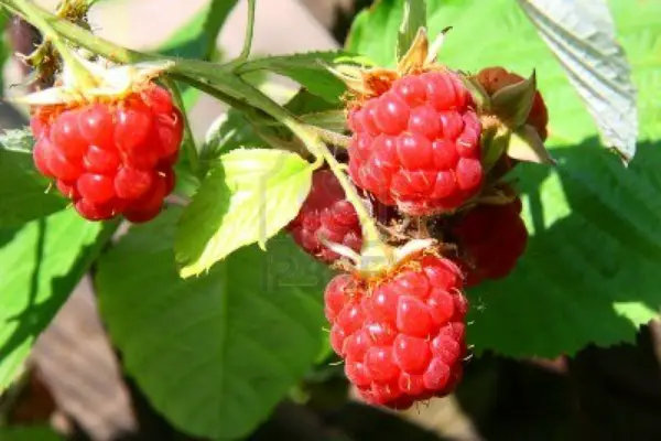 1650308677 102 Planting raspberries in the garden – useful tips - Planting raspberries in the garden – useful tips