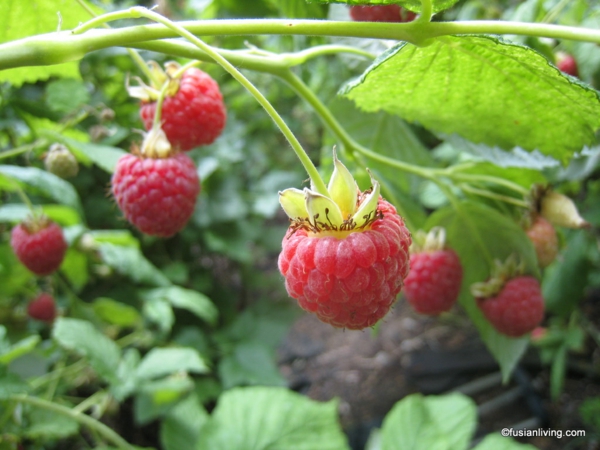 Planting raspberries in the garden fruits right variety