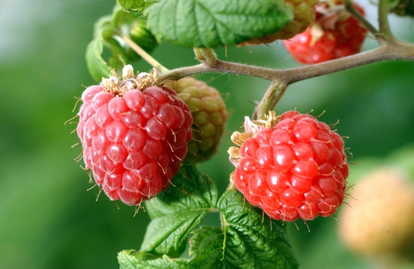 planting raspberries in the garden ideas delicious fruits