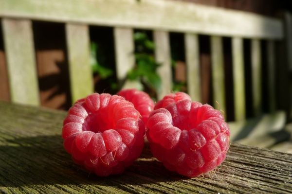 Planting raspberries in the garden fruits delicious