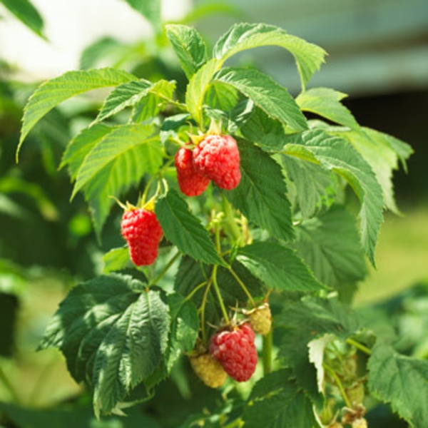 Planting raspberries in the garden idea useful delicious