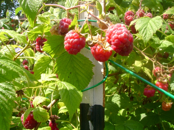 Planting raspberries in the garden tips
