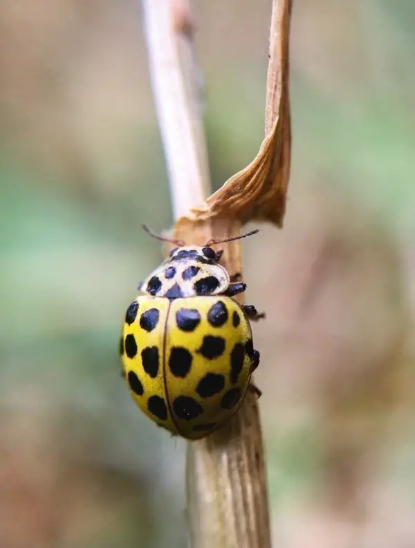 1650322108 718 Attract ladybugs and naturally control pests - Attract ladybugs and naturally control pests